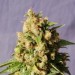 Queso – Kannabia Seeds