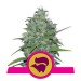 Skunk XL - Royal Queen Seeds