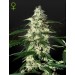 Skunk Auto - Green House Seeds