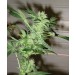 Chrystal – Nirvana Seeds