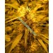 Super Skunk Regular – Nirvana Seeds