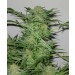 Ak-48 Regular – Nirvana Seeds