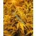 Papaya Regular – Nirvana Seeds