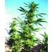 Kaya Gold Regular – Nirvana Seeds