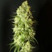 Cannatonic – Resin Seeds