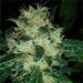 Sour P – Resin Seeds