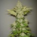 Bubblicious Regular – Resin Seeds