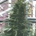 Urban Poison Regular – Nirvana Seeds