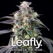 Super Boof - Barney´s Farm - 50% Híbrida
