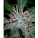 White Fya – Vulkania Seeds