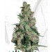 Vulkania Espcial Regular – Vulkania Seeds