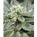 The Herb Regular – Vulkania Seeds