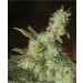 White Diesel – Vulkania Seeds