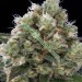 Northern City Haze – Vulkania Seeds