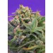 Sweet Cheese F1 Fast Version Sweet Seeds