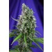 Sweet Trainwreck Auto Sweet Seeds