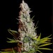 Sweet Cheese Sweet Seeds