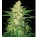 Sweet Coffee Ryder Auto - World Of Seeds