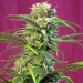 Sweet Tai - Sweet Seeds