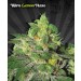 Ultra Lemon Haze – Auto Seeds