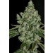 Ultrasour – T.H. Seeds