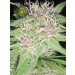 Jack Herer – Vision Seeds