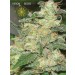 Russian Snow – Vision Seeds