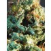 Silver Haze – Vision Seeds