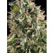 White Widow – Vision Seeds