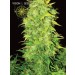 White Widow Auto – Vision Seeds