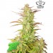 5 Semillas Feminizadas - Z-Up Auto - FastBuds