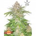 10 Semillas Feminizadas - Strawberry Pie Auto - FastBuds