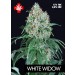 White Widow – Pure Seeds