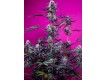 Studio 54 Stardust Auto - Sweet Seeds