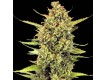  Acapulco Gold – Barney's Farm