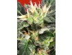 Auto Kaya 47 - Advanced Seeds