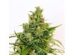 comprar semillas amnesi-k-lemon-kannabia