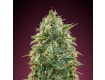 Amnesia - Advanced Seeds