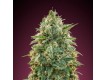 Amnesia - Advanced Seeds