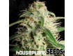 Amnesia - Houseplant Seeds