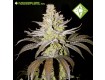 Amnesia - Houseplant Seeds