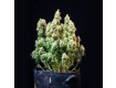 Amnesia Haze Auto – Royal Queen