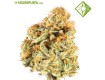 Auto Critical- Houseplant Seeds - 1 Semilla Feminizada