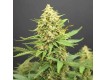  Auto Jack - Paradise Seeds