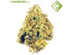Auto Maxi Haze - Houseplant Seeds