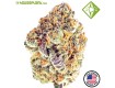 Auto Mimosa - Houseplant Seeds - 22% T.H.C.