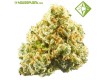 Auto Pineapple - Houseplant Seeds - 19% T.H.C.