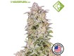 AUTO RUNTZ. - Houseplant Seeds - 22% THC