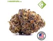 AUTO TROPICANA COOKIES. - Houseplant Seeds - 27% THC