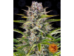 Gorilla Zkittlez Auto - Barney´s Farm